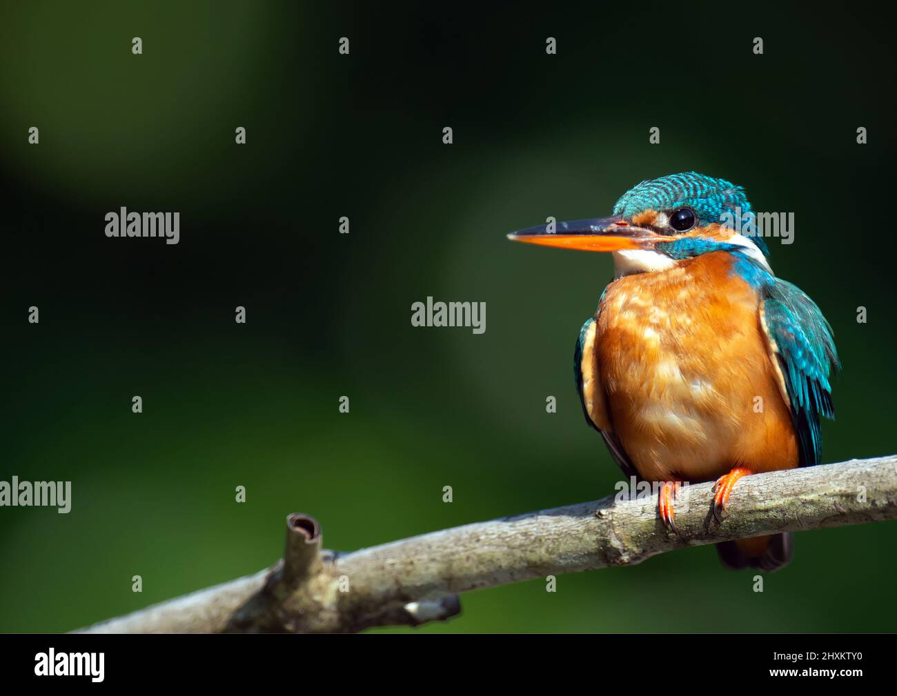 Foto di un uccello su un ramo con sfondo sfocato. Foto colorate di uccelli. Animali Foto Stock