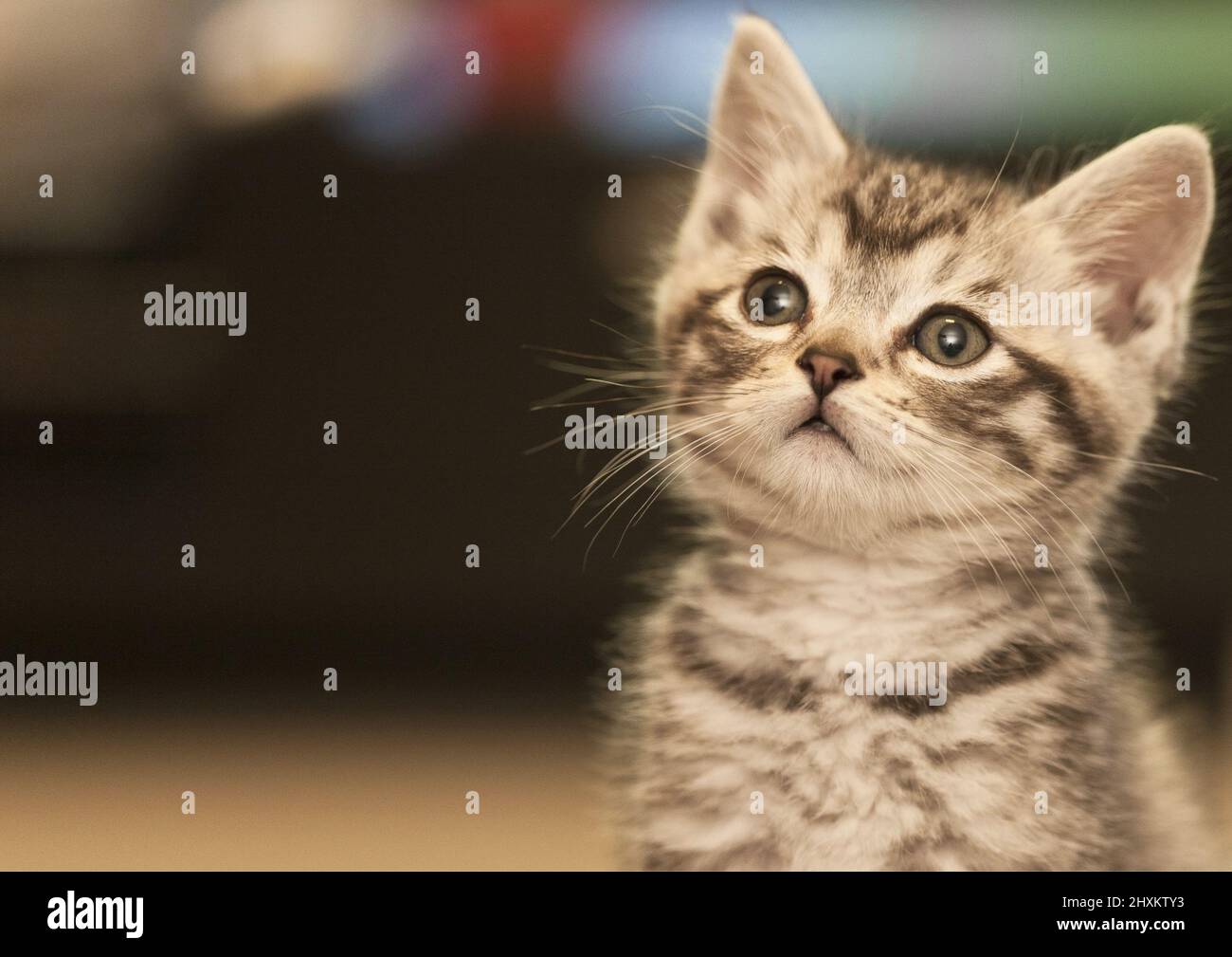 Foto di un gattino carino. Sfondo sfocato Foto Stock