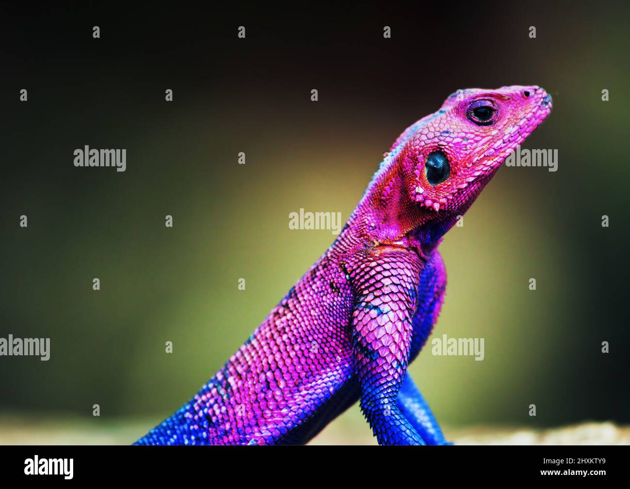 Foto di lucertola viola. Sfondo sfocato. Rettile. Animale selvatico Foto Stock