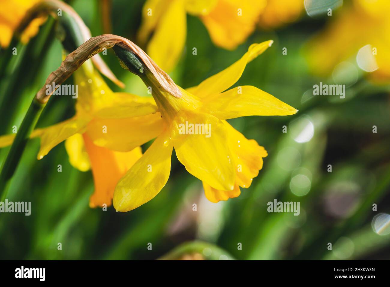 Fiori di daffodil giallo brillante in fiore in Springtime. Gocce di rugiada o gocce d'acqua sui petali. Sfondo verde con luce solare bokeh. Dublino, Irlanda Foto Stock