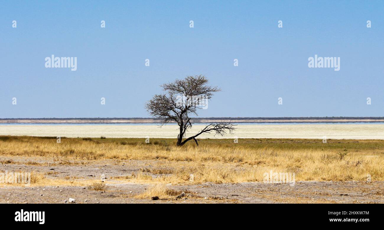 Endlose Weite der Etosha-Pfanne in Namibia Foto Stock