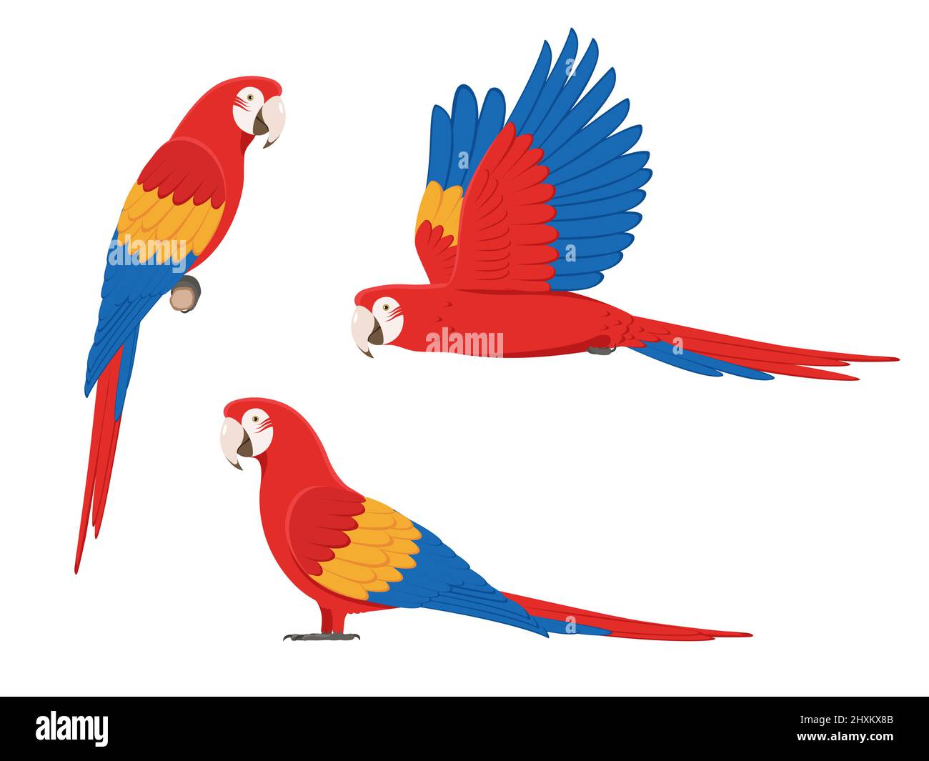 Set di pappagalli macaw colorati. Set di illustrazioni vettoriali di pappagalli colorati di macaw tropico isolato su sfondo bianco. Vista laterale, profilo. Illustrazione Vettoriale