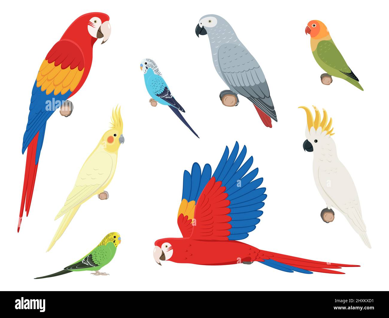Set di pappagalli diversi. Set di illustrazioni vettoriali di pappagalli esotici colorati isolati su sfondo bianco. Vista laterale, profilo. Illustrazione Vettoriale