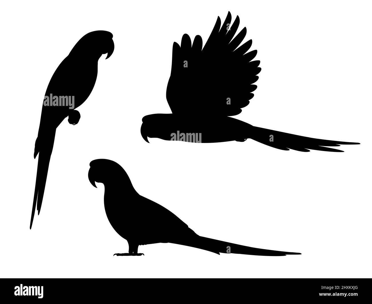 Set sagome pappagallo macaw. Set di illustrazioni vettoriali di silhouette nere di pappagalli esotici isolati su sfondo bianco. Vista laterale. Illustrazione Vettoriale