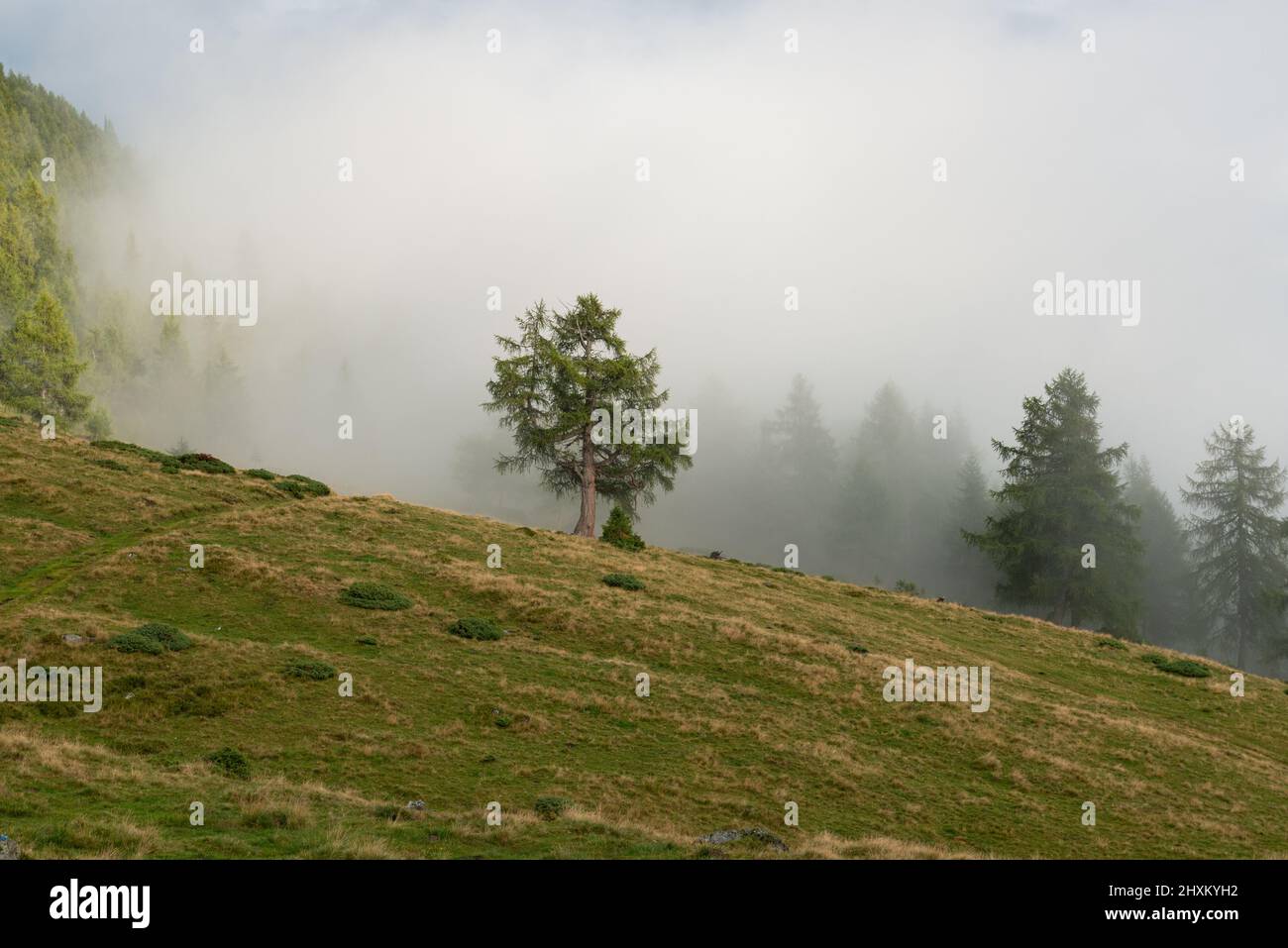 enorme vecchio larice in nebbia sul pascolo alpino Foto Stock