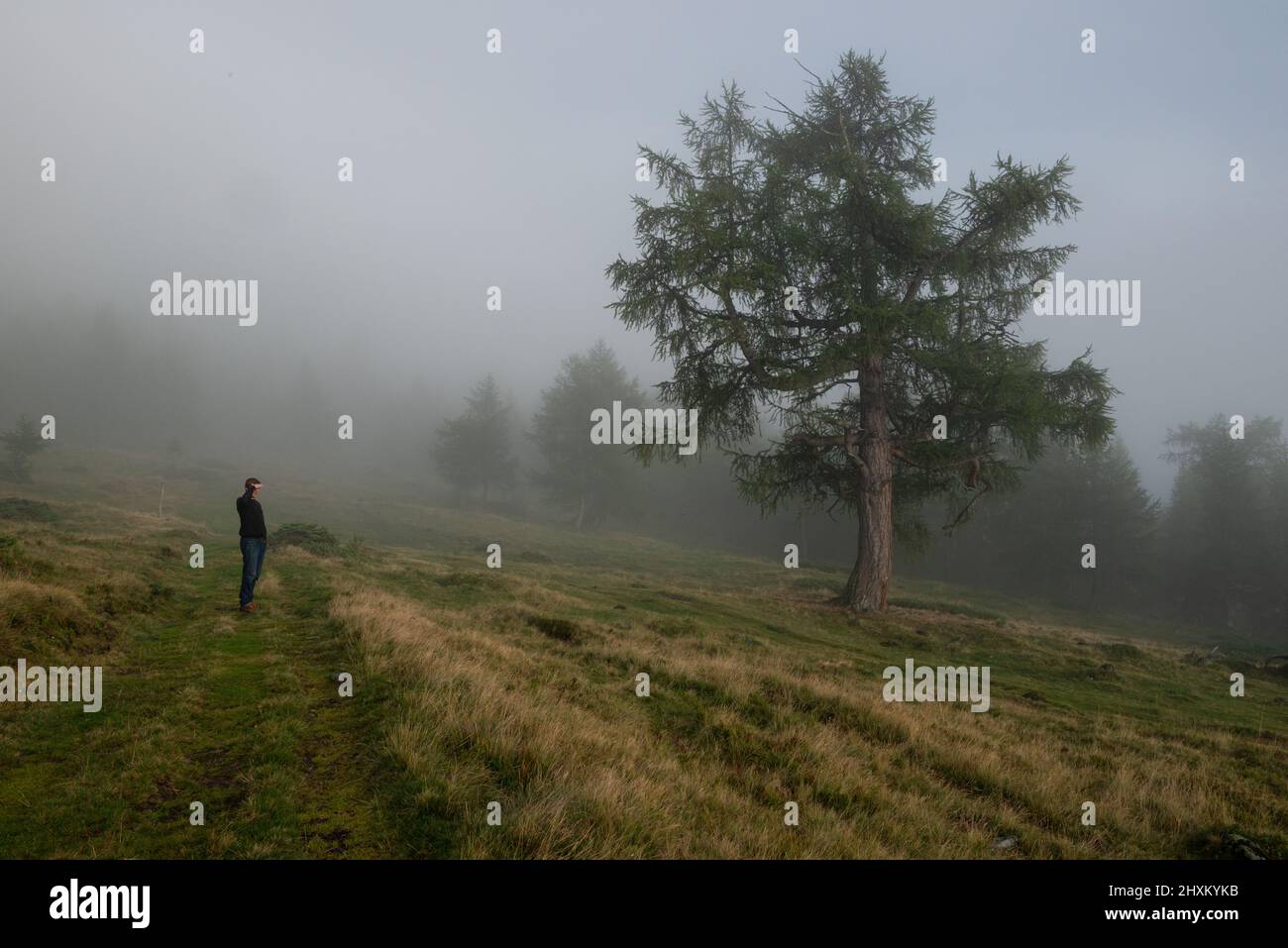 uomo accanto a un enorme vecchio larice in nebbia su pascoli alpini Foto Stock