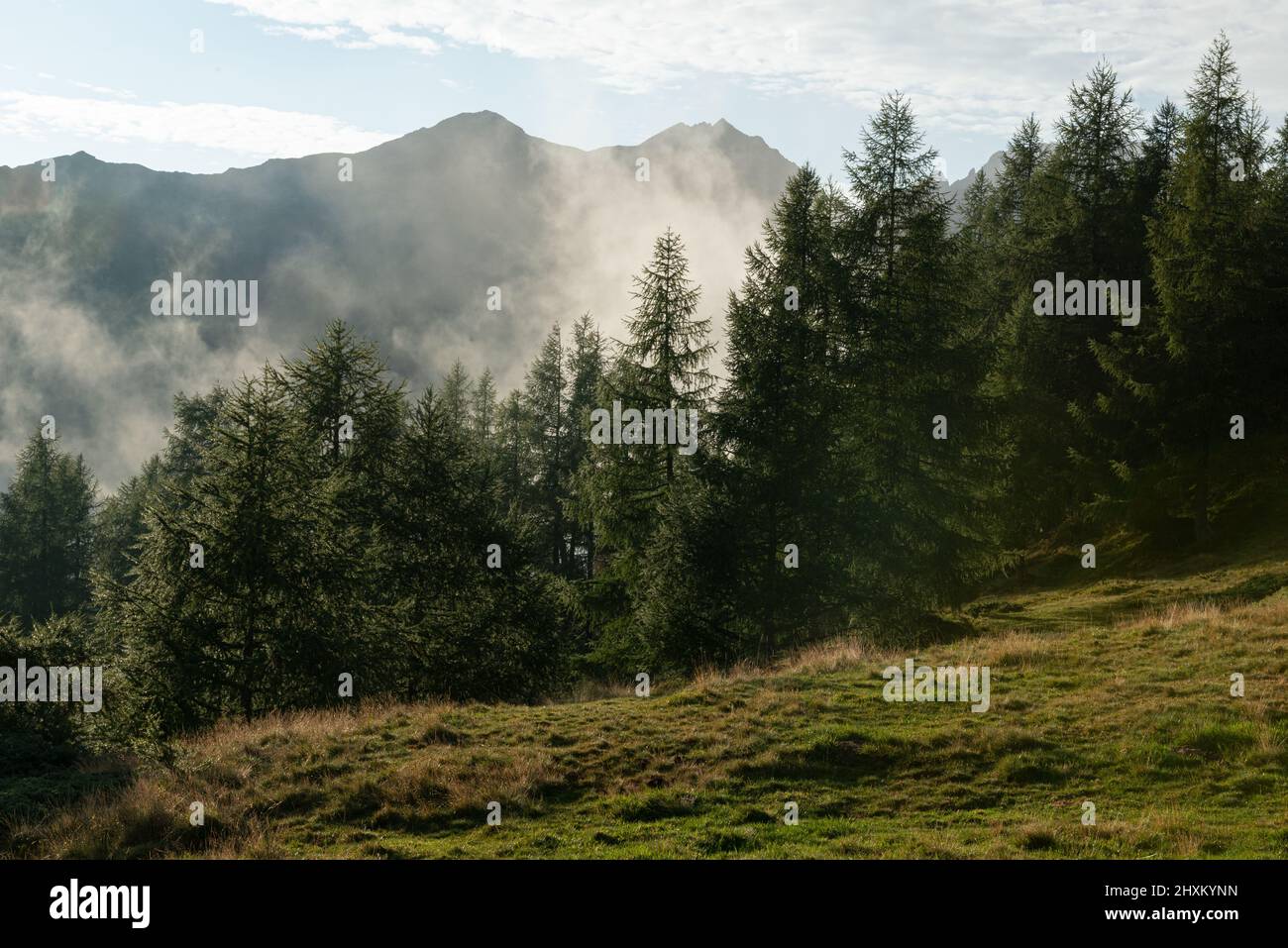 alpeggio, foresta, cialde di nebbia e montagna in cima alla luce del pomeriggio Foto Stock