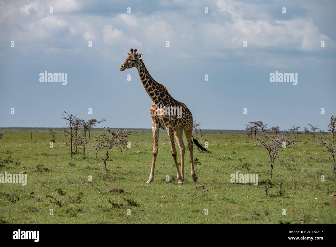Magnifica giraffa che si aggira nella savana nel Masai Mara, Kenya Foto Stock