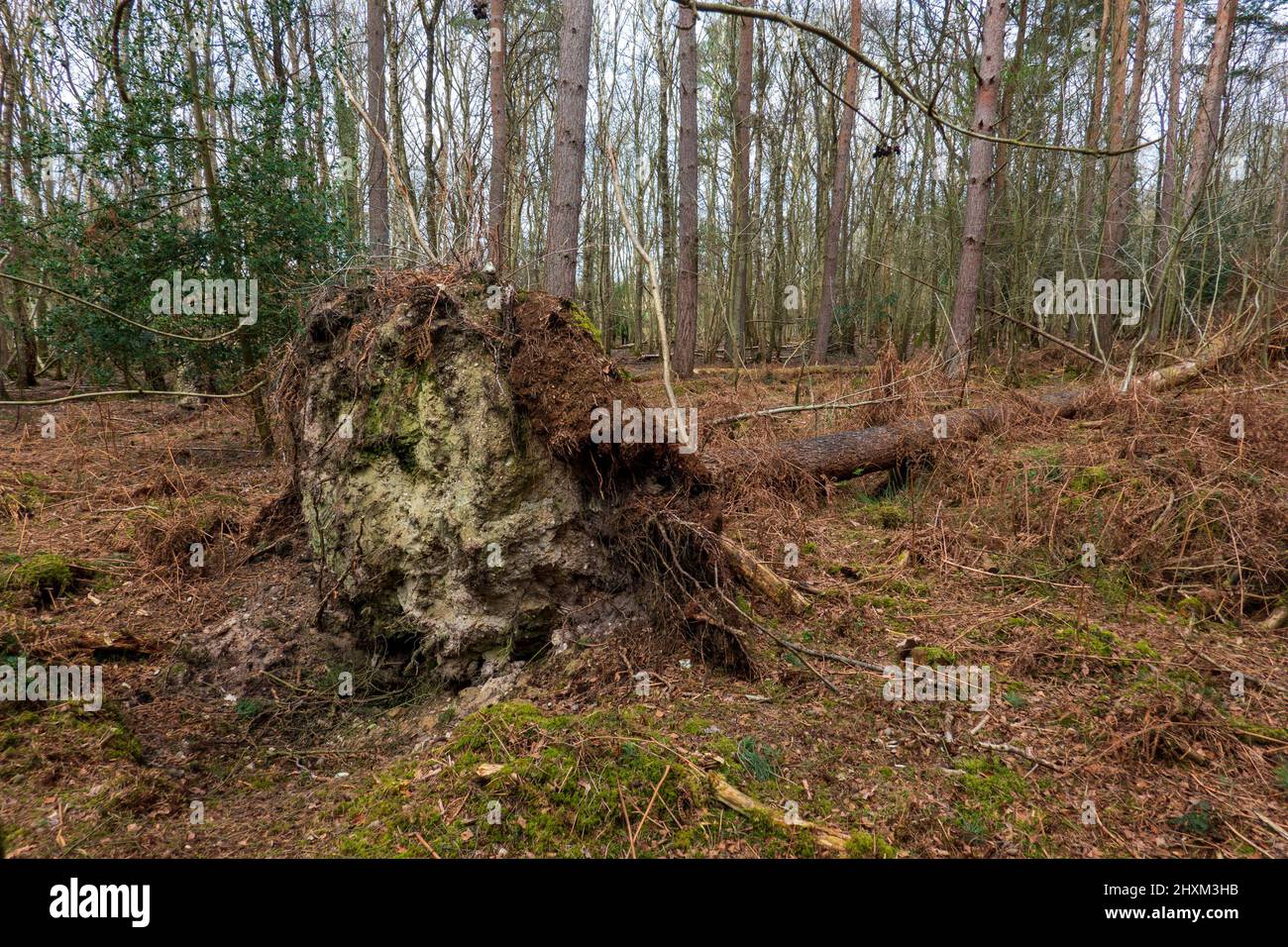 Fallen Tree, Swannington Norfolk Foto Stock