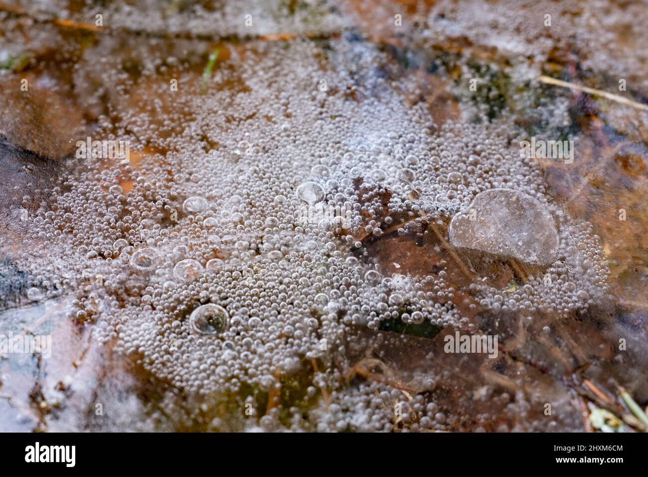 Bolle d'aria nella superficie ghiacciata del Parco Nazionale di Kemeri, Lettonia Foto Stock