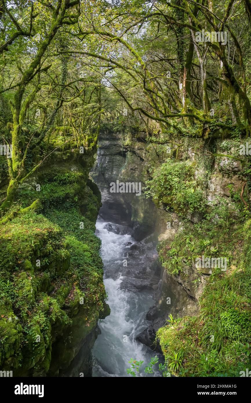 Lussureggiante paesaggio verde del canyon Martvili in Georgia Foto Stock
