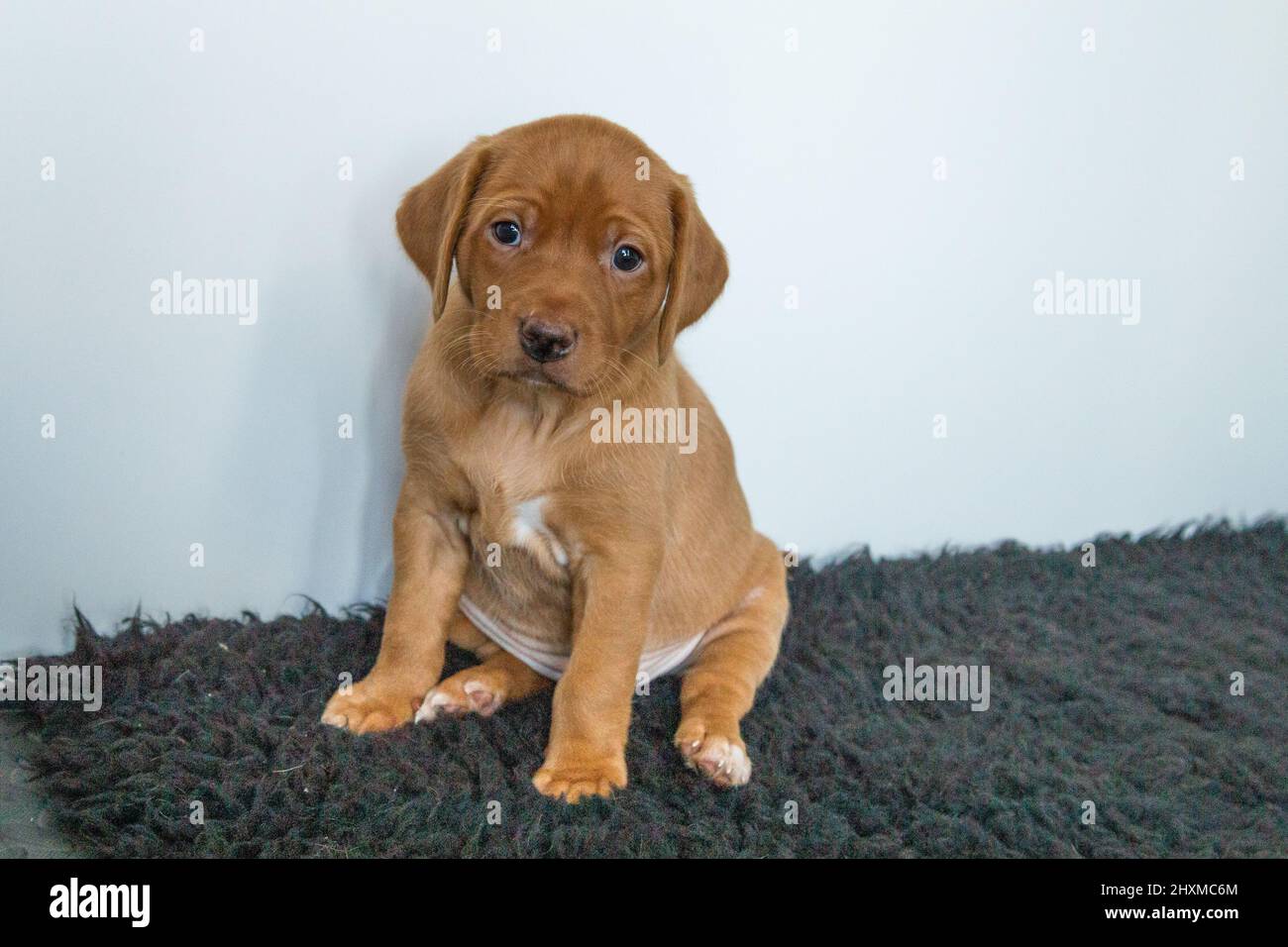 Un singolo cucciolo di labrador di volpe rossa su un tappeto scuro con sfondo bianco. Foto Stock