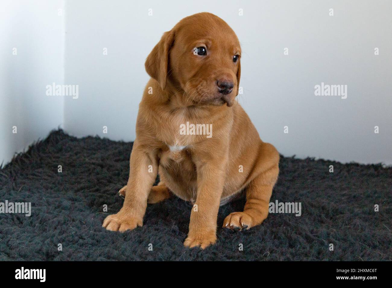 Un singolo cucciolo di labrador di volpe rossa su un tappeto scuro con sfondo bianco. Foto Stock