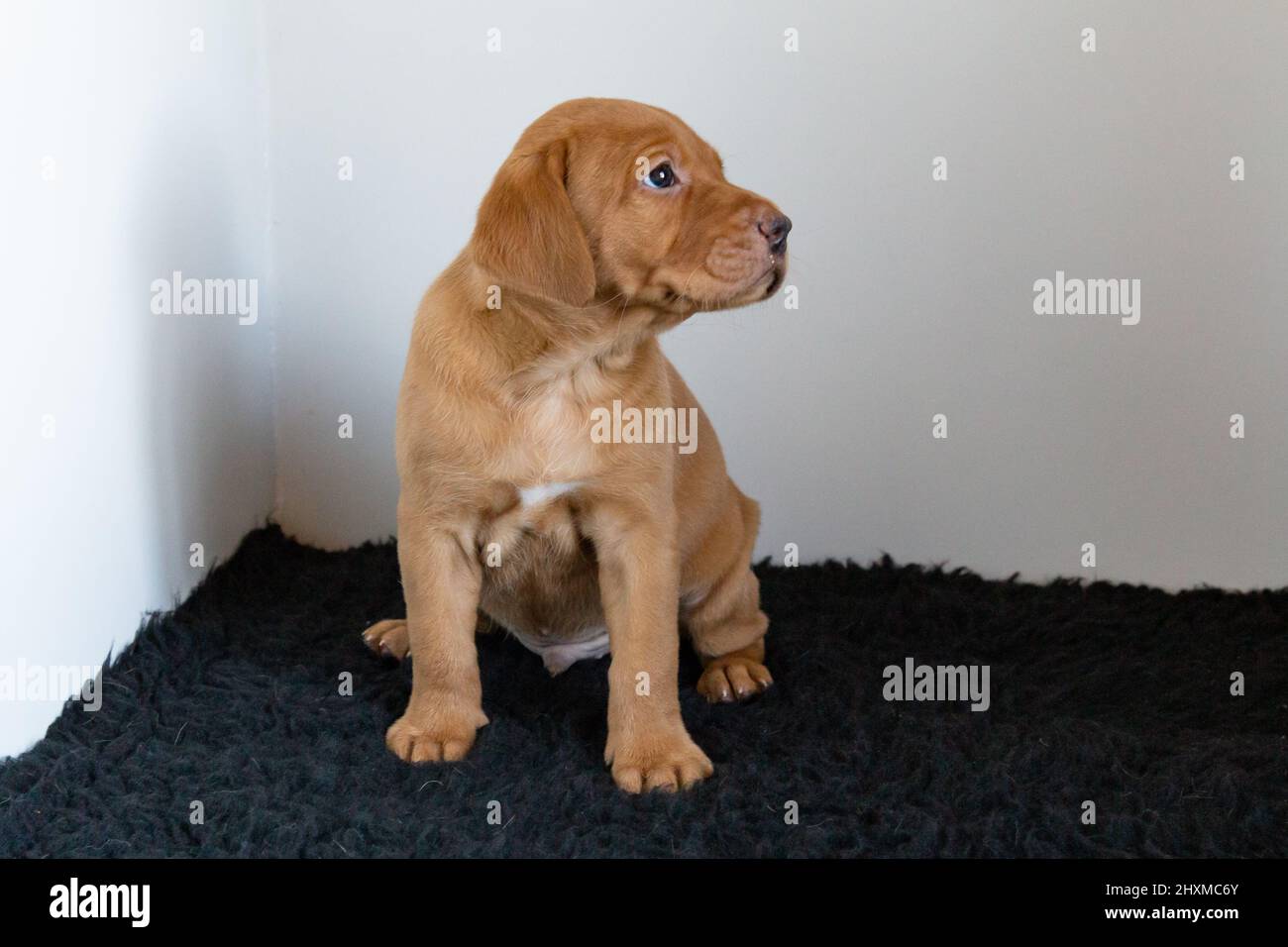 Un singolo cucciolo di labrador di volpe rossa su un tappeto scuro con sfondo bianco. Foto Stock