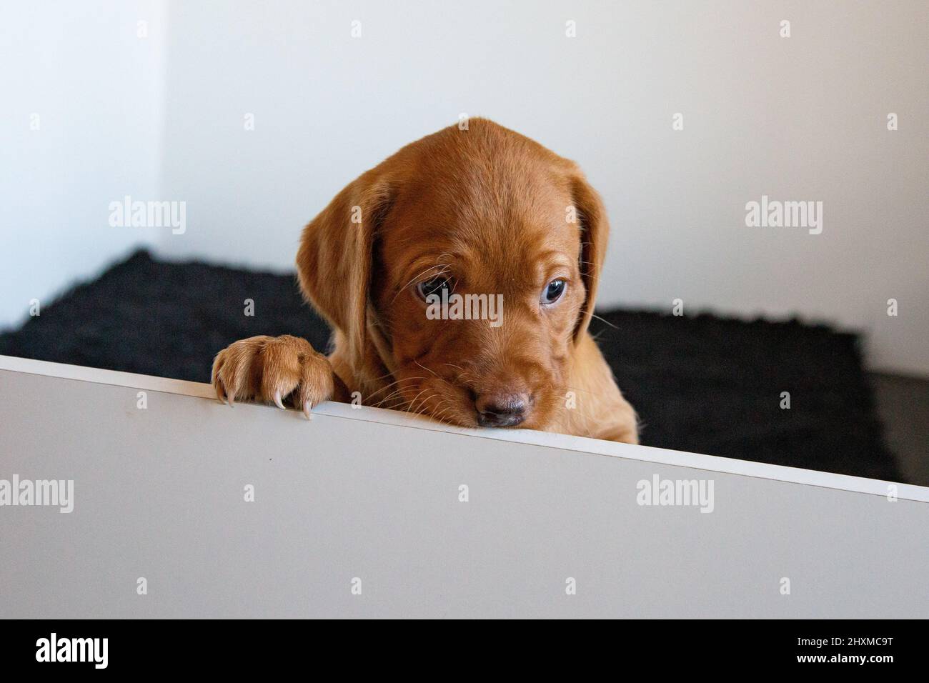 Un singolo cucciolo di labrador Retriever rosso volato sul lato della scatola di whelping. Foto Stock