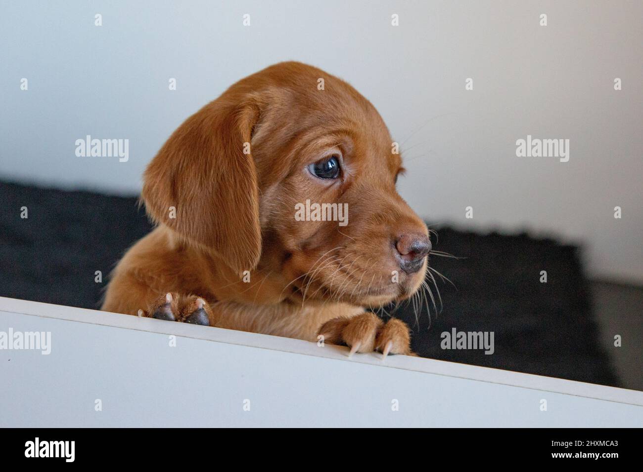 Un singolo cucciolo di labrador Retriever rosso volato sul lato della scatola di whelping. Foto Stock