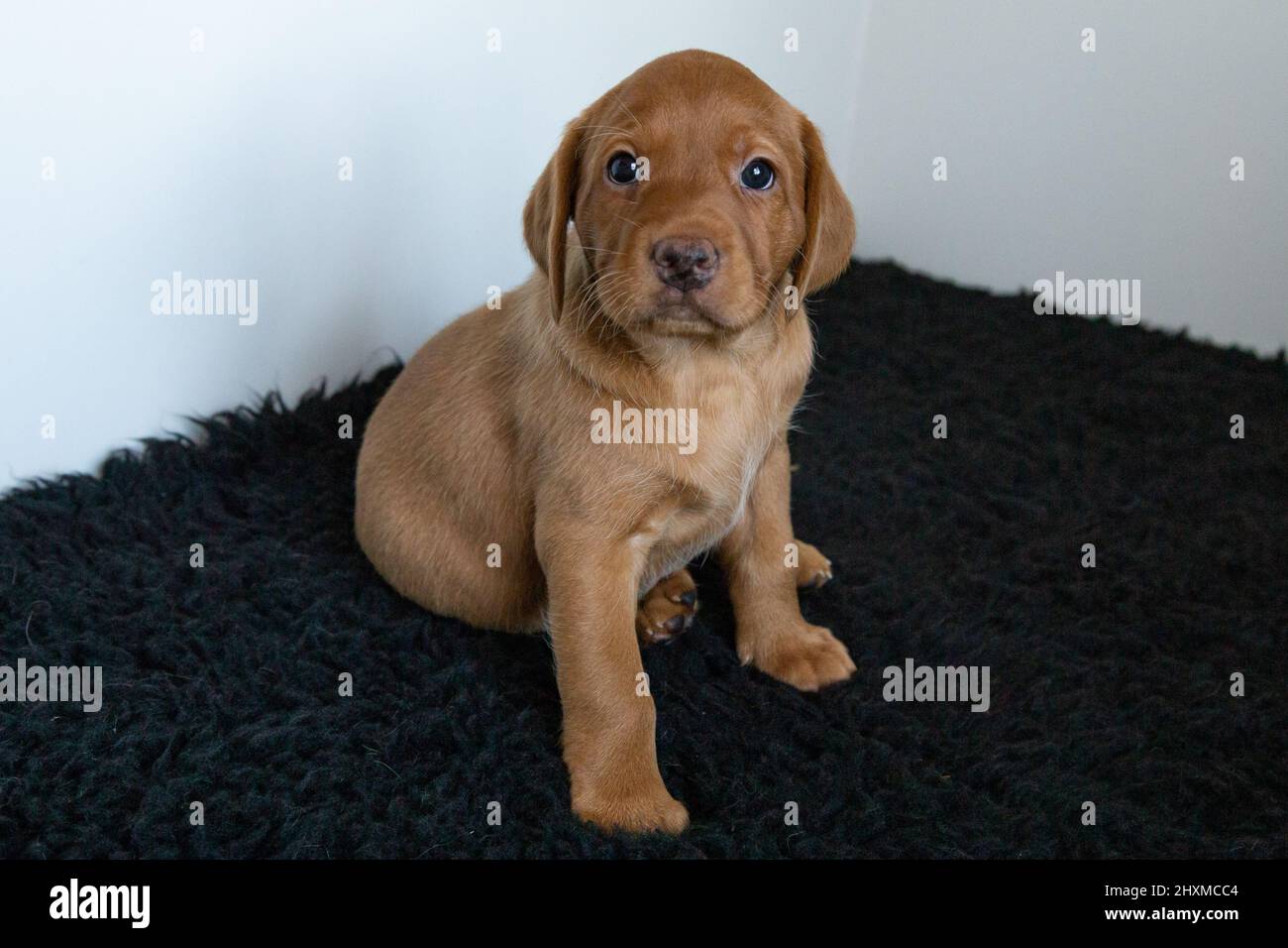 Un singolo cucciolo di labrador di volpe rossa su un tappeto scuro con sfondo bianco. Foto Stock