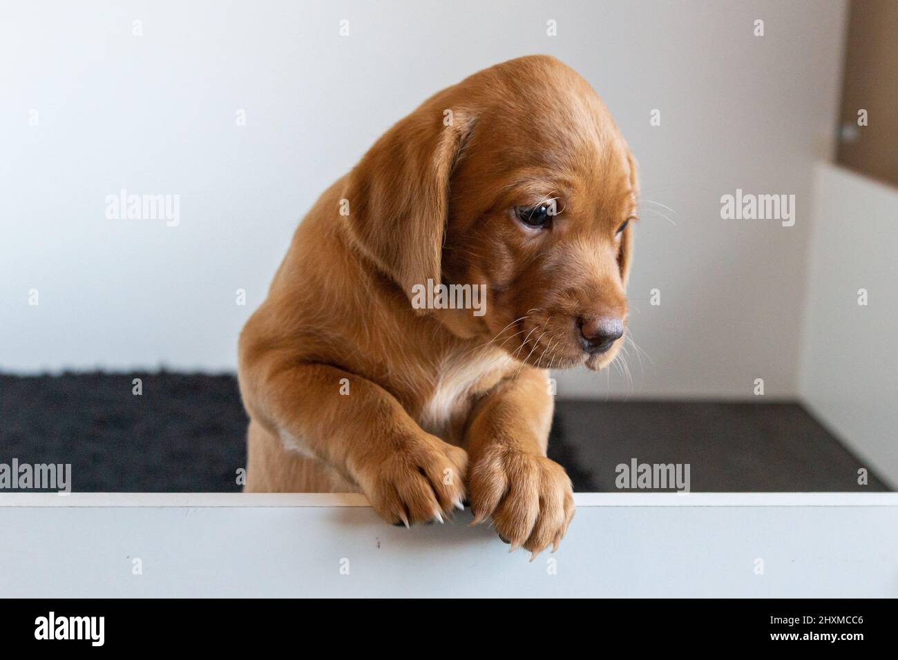 Un singolo cucciolo di labrador Retriever rosso volato sul lato della scatola di whelping. Foto Stock