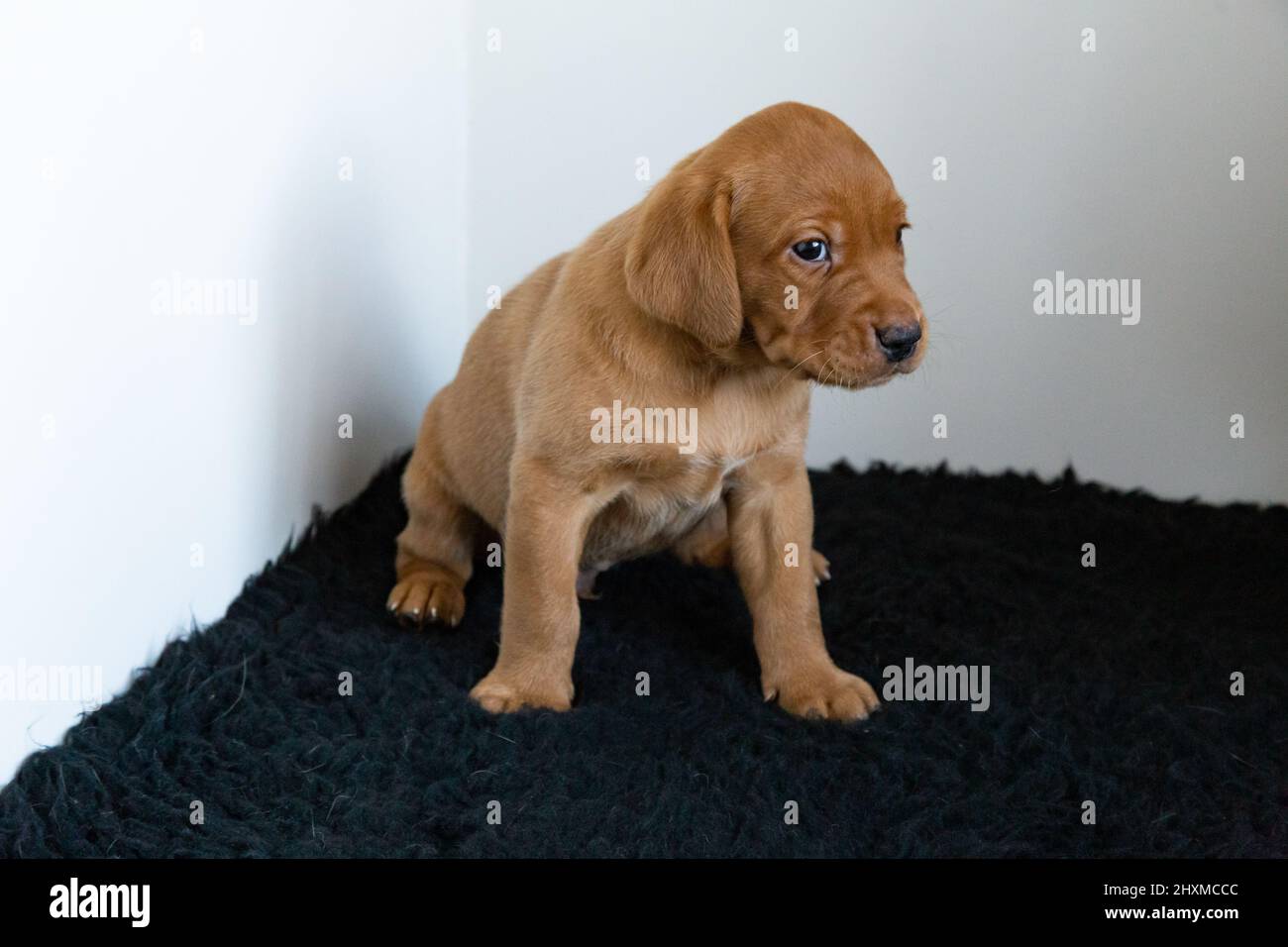 Un singolo cucciolo di labrador di volpe rossa su un tappeto scuro con sfondo bianco. Foto Stock