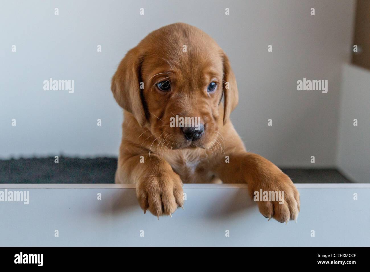 Un singolo cucciolo di labrador Retriever rosso volato sul lato della scatola di whelping. Foto Stock