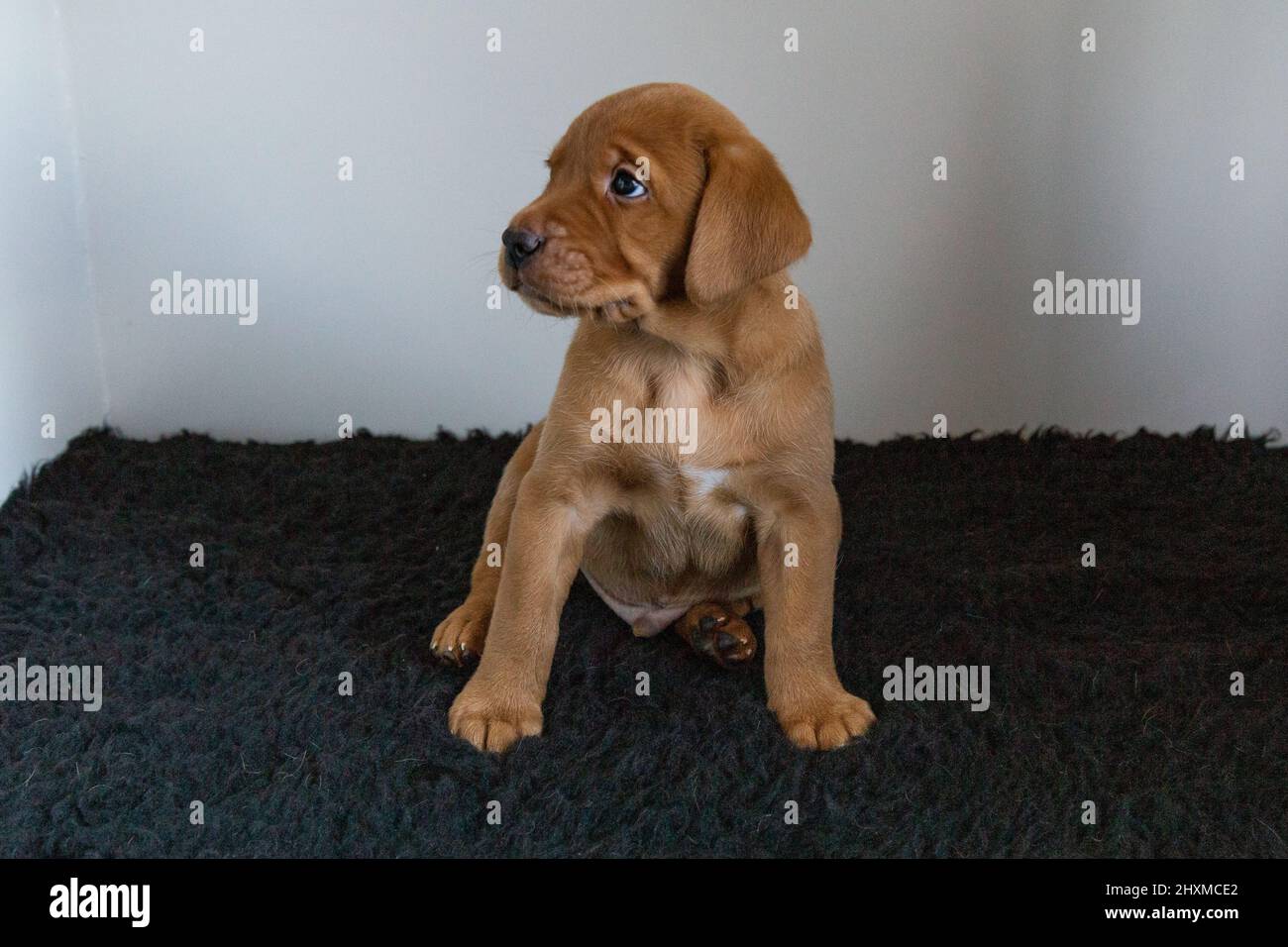Un singolo cucciolo di labrador di volpe rossa su un tappeto scuro con sfondo bianco. Foto Stock