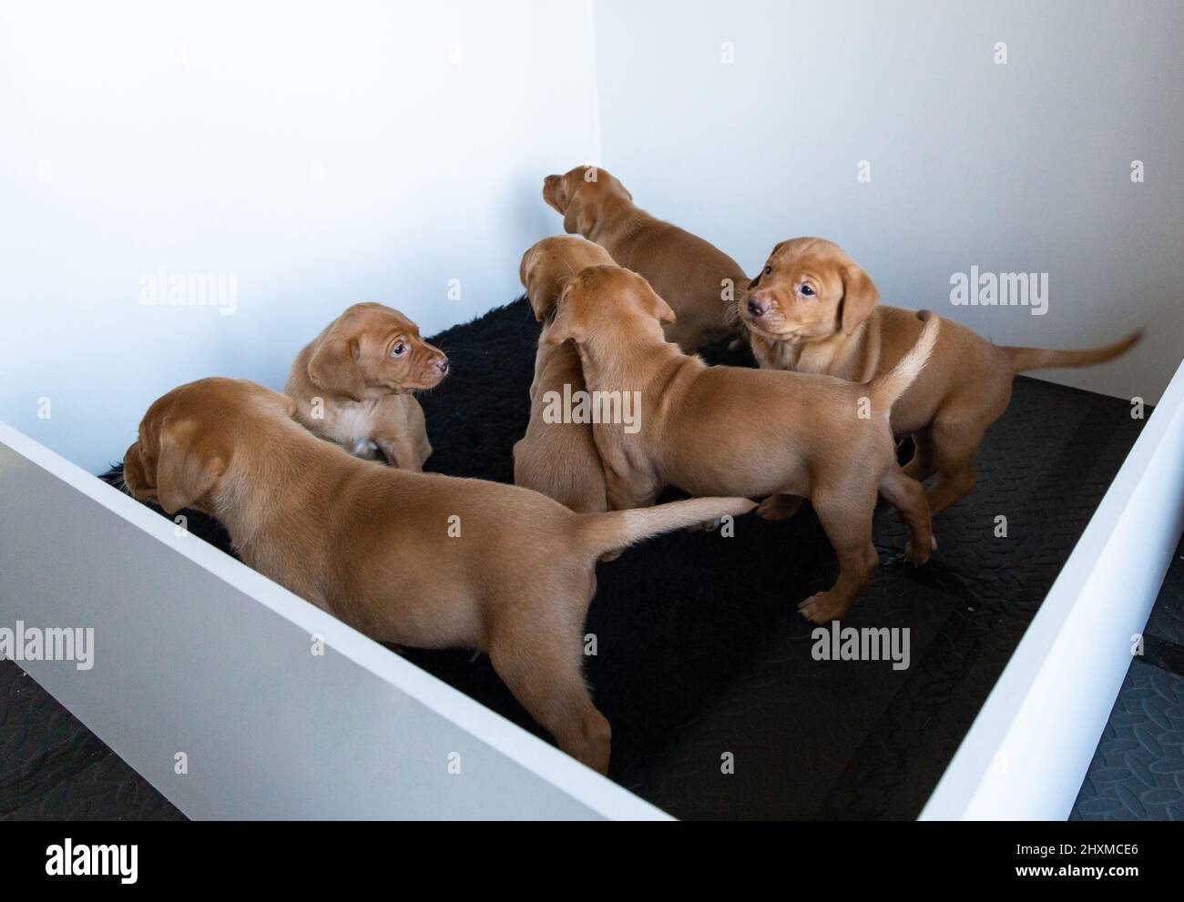 Fox Red Labrador cuccioli in una scatola di whelping. Foto Stock