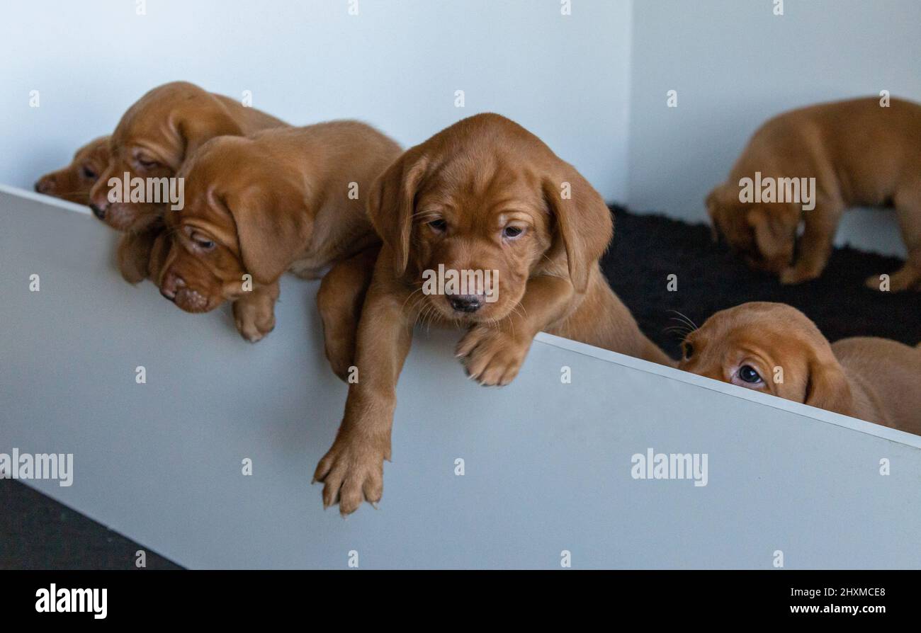 Fox Red Labrador cuccioli in una scatola di whelping. Foto Stock