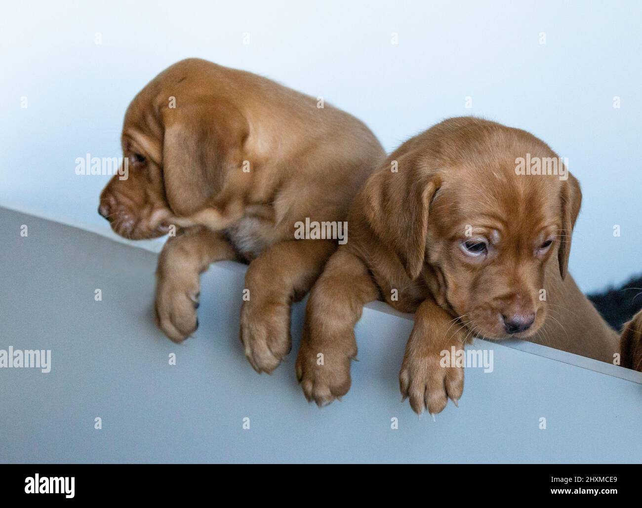 Fox Red Labrador cuccioli in una scatola di whelping. Foto Stock