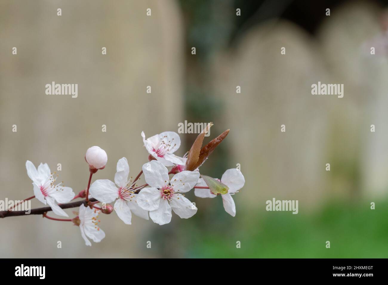 Fiore di primavera rosa nel vecchio cimitero di Southampton Foto Stock