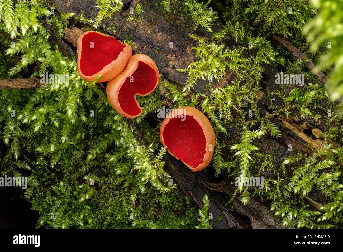 Sarcoscypha austriaca, fungo scarlatto della coppa di elfo in un ambiente invernale boschivo. Foto Stock