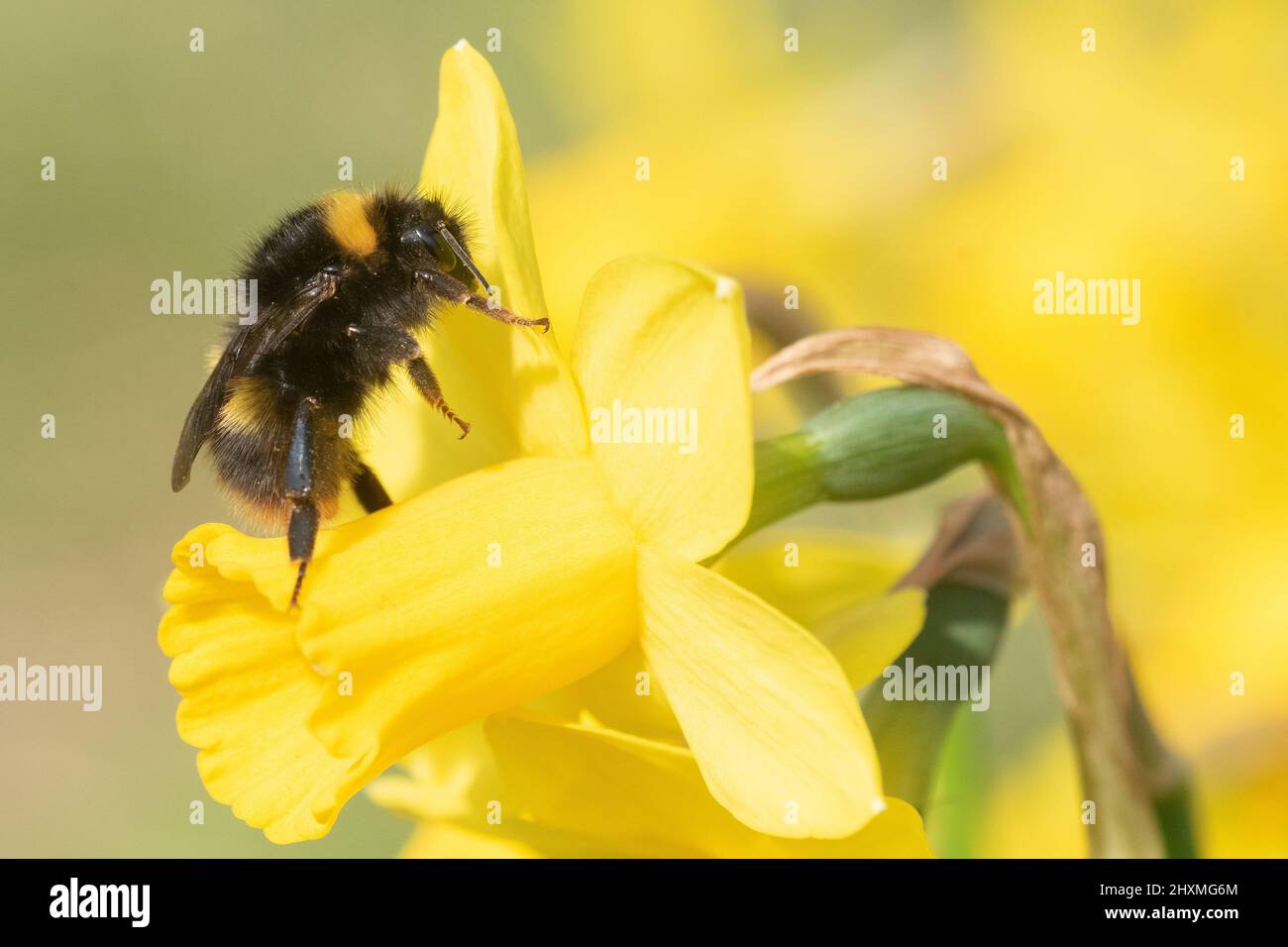 Ape su un daffodil nel vecchio cimitero di Southampton Foto Stock
