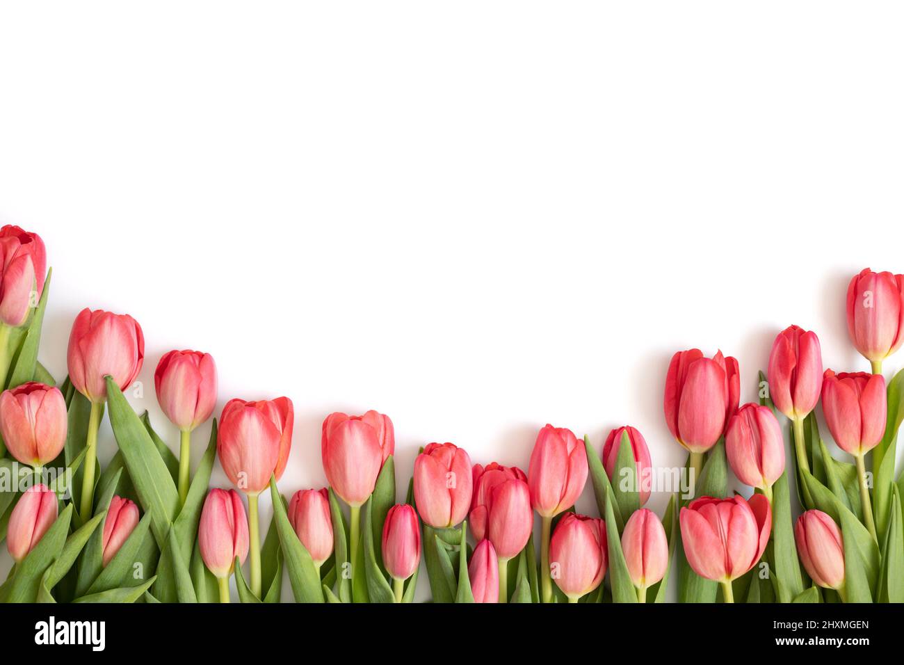 Tulipani rosa telaio isolato su uno sfondo bianco. Bordo di fiori primaverili. Spazio di copia. Vista dall'alto. Biglietto di auguri per il giorno della mamma e il giorno di San Valentino. Foto Stock