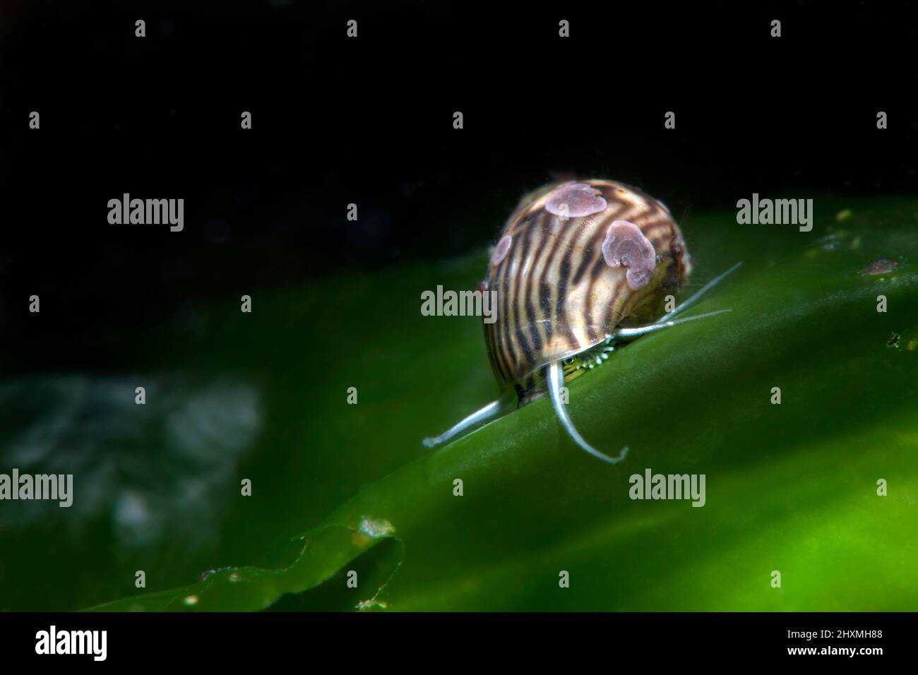 Nassarius lumaca su alghe marine, Numana, Italia Foto Stock