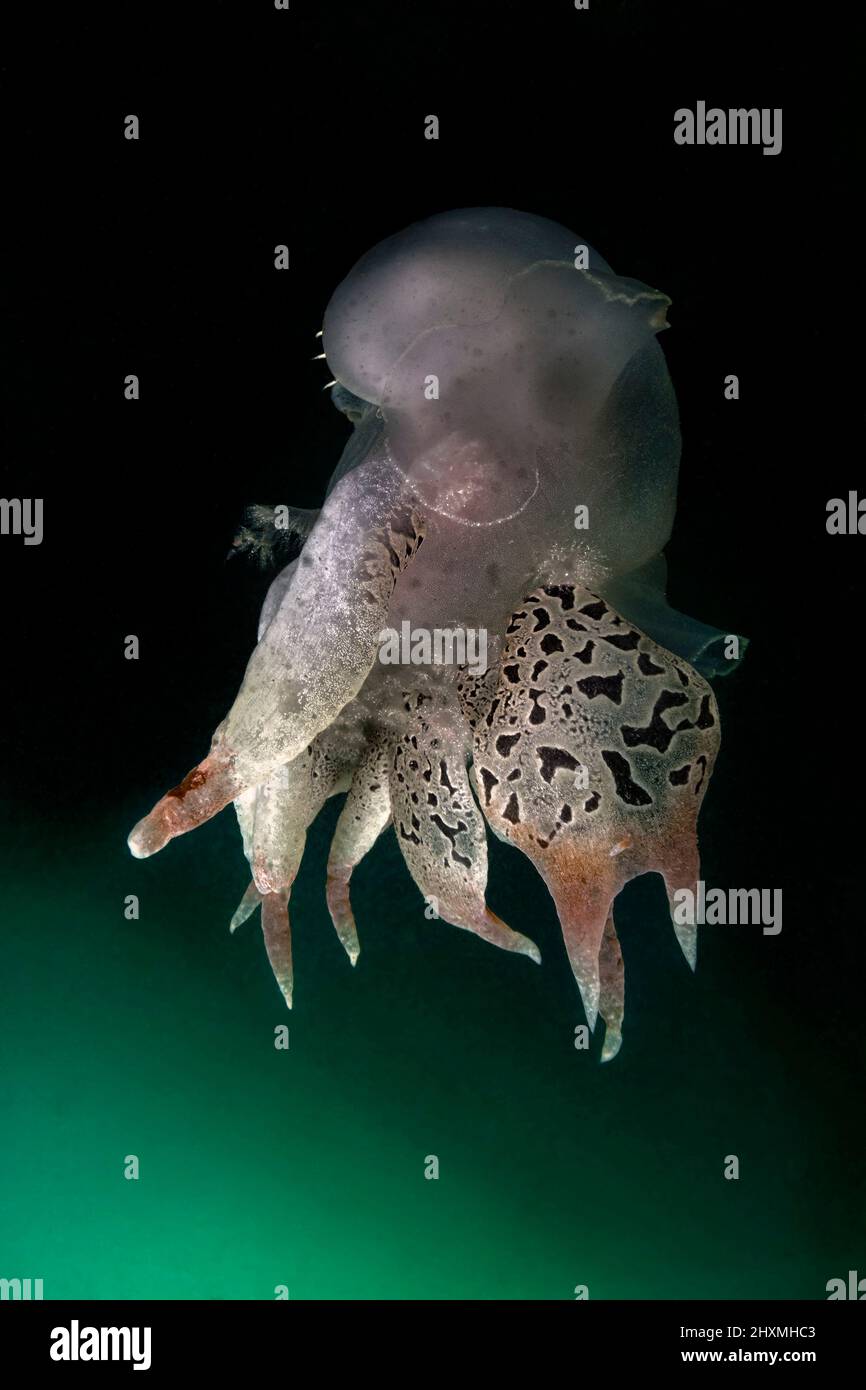 Un Tethys fimbria nudibranch poggiato su un fangoso fondale marino - primo storico avvistamento record di questo gasteropod a queste latitudini. Foto Stock