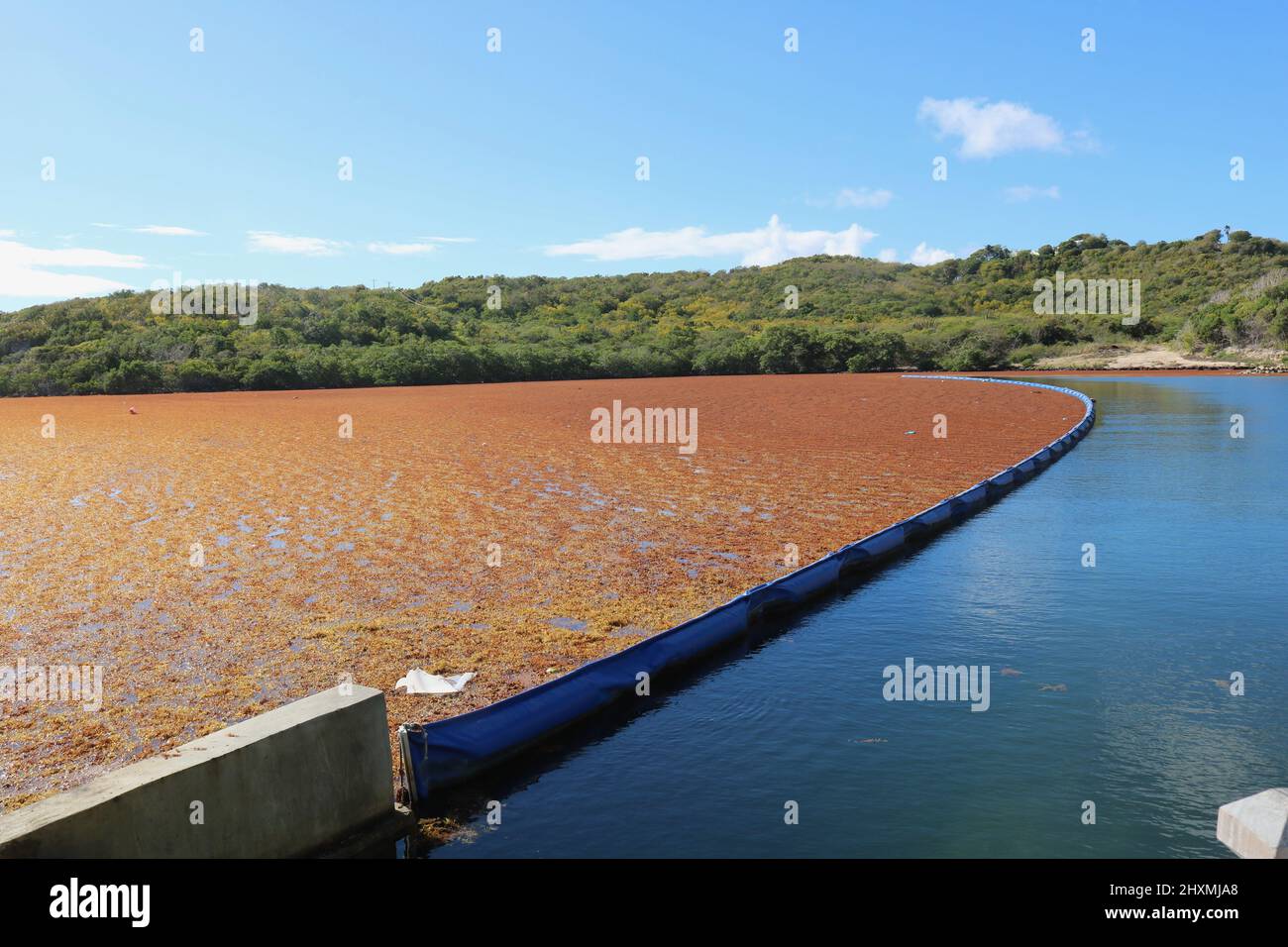 Barriera cercando di impedire alle alghe sargassum di rovinare la spiaggia turistica di Antigua Foto Stock