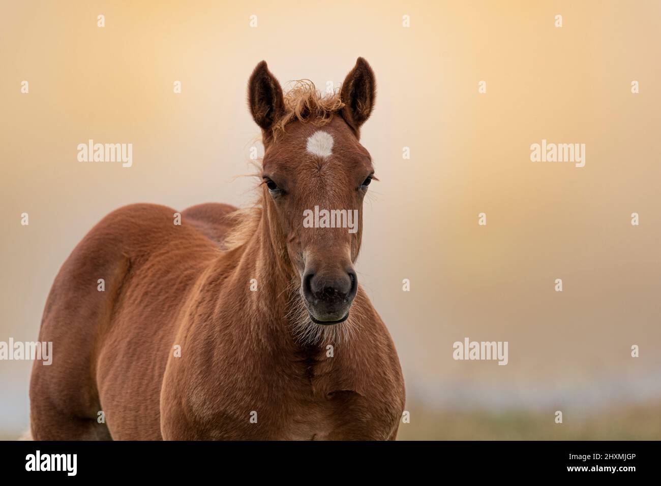 Galiziano Garano Cavallo in estinzione Foto Stock