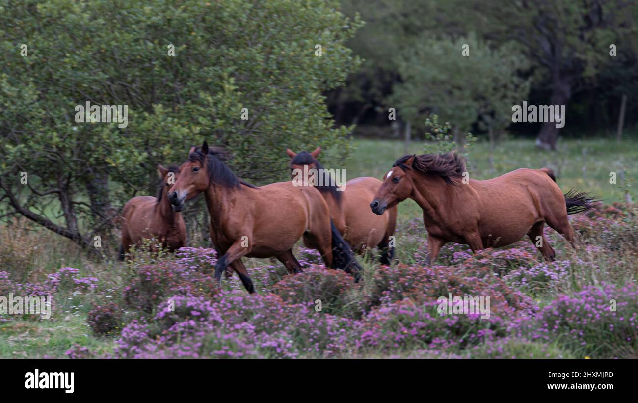 Quattro cavalli selvatici che galoppano attraverso il prato Foto Stock