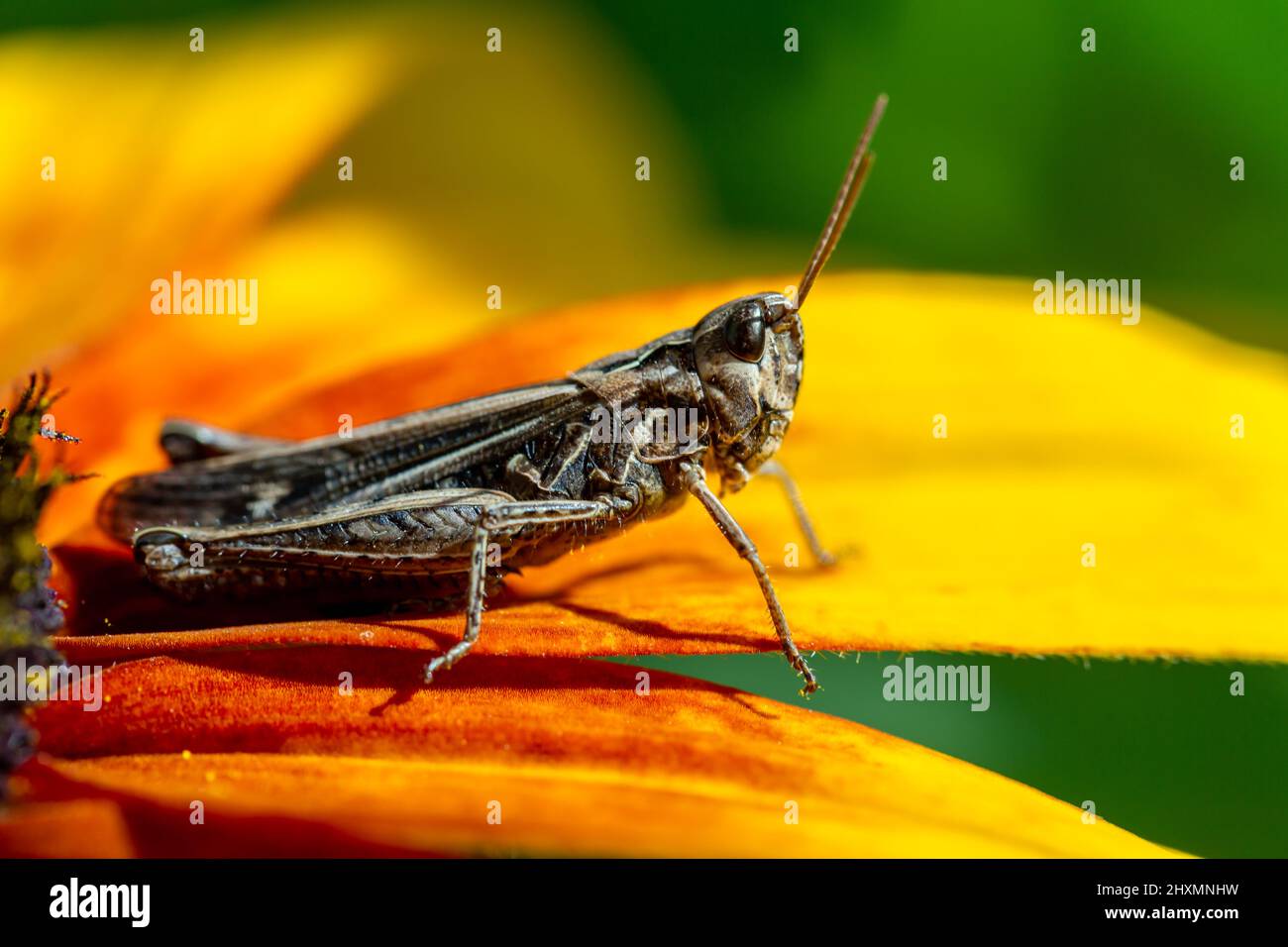 grasshopper che riposa sul fiore di rudbeckia in giardino Foto Stock