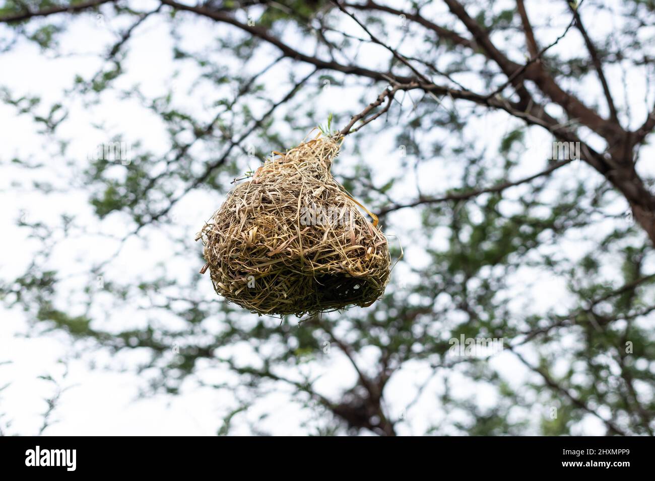 Primo piano di bel nido di uccelli tessitori appeso su albero in natura Foto Stock
