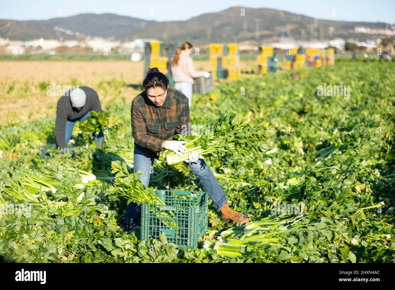Donna che raccoglie sedano su campo vegetale Foto Stock