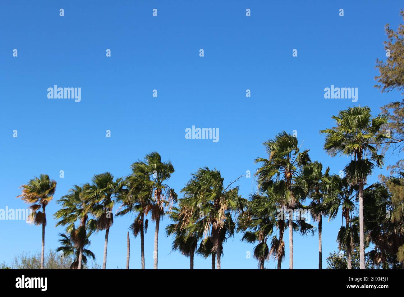 Nuvole bianche nel cielo dietro palme ondeggianti nel vento Foto Stock