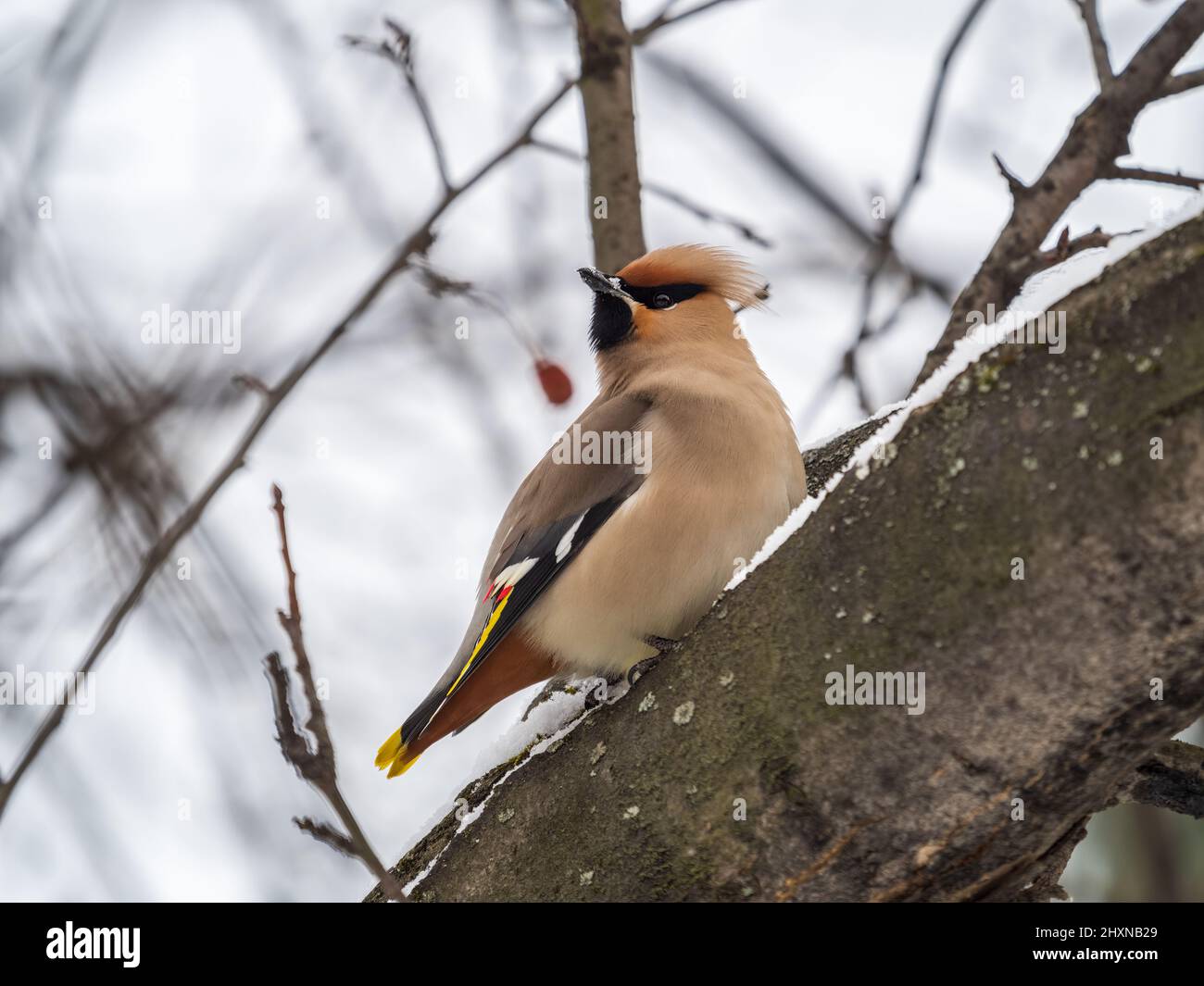 waxwing bohémien seduto sul ramo con neve in inverno o in primavera. Il waxwing, un bellissimo uccello tufted, siede su un ramo senza foglie. Foto Stock