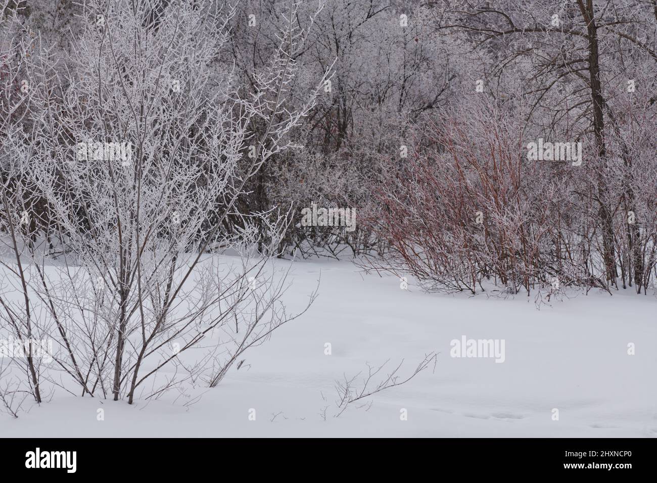 alberi coperti di neve tutti coperti di neve Foto Stock