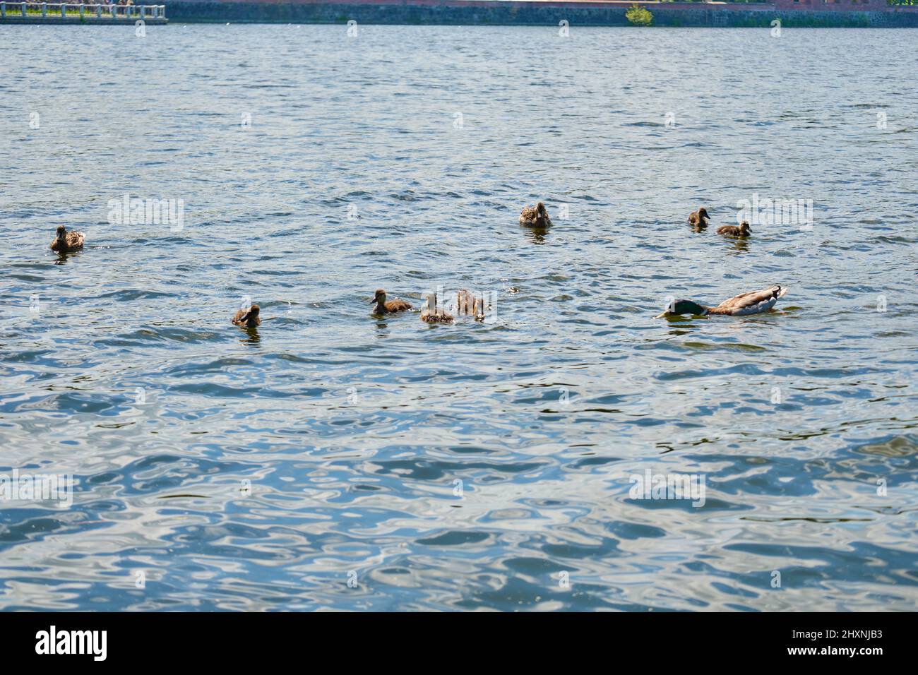 Anatre nel laghetto di Kaliningrad in estate Foto Stock