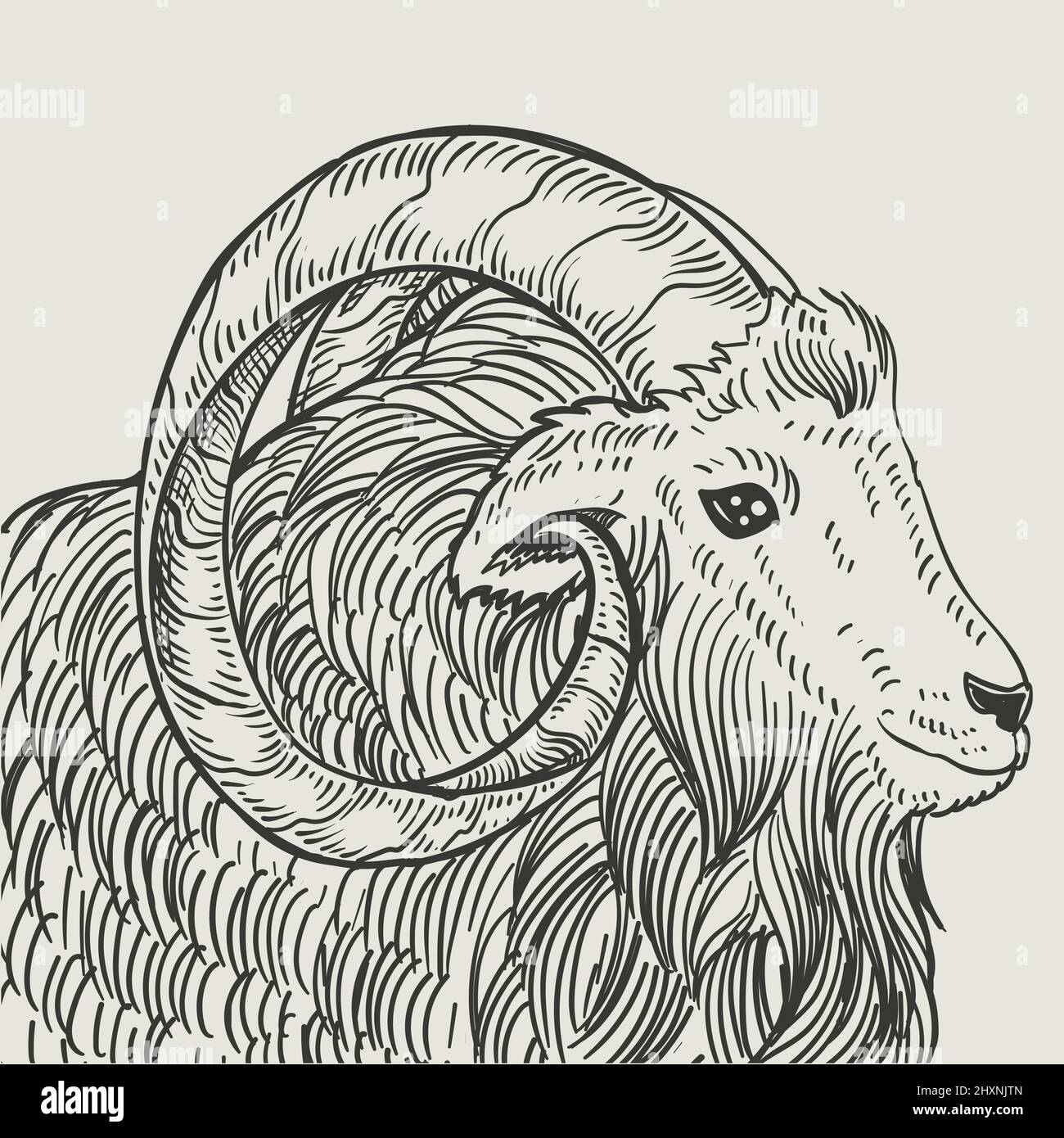 illustrazione stile di incisione capra vintage Illustrazione Vettoriale