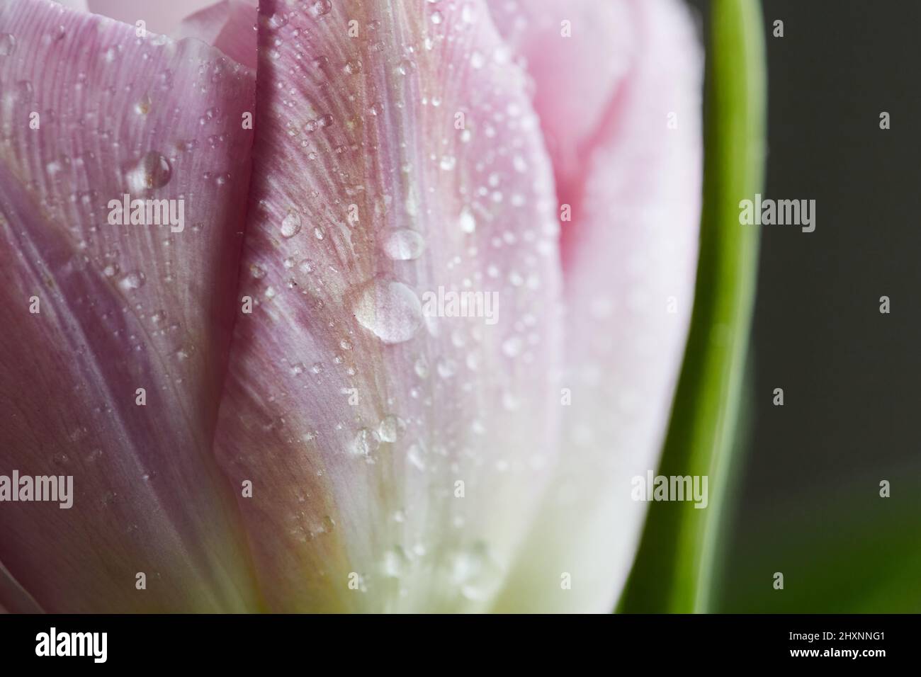 Tulipani a forma di peonia foto in un bouquet. Macro foto di fiori. Il concetto di primavera e di festa, regali per marzo 8 giornata internazionale delle donne. Vista frontale. Foto Stock