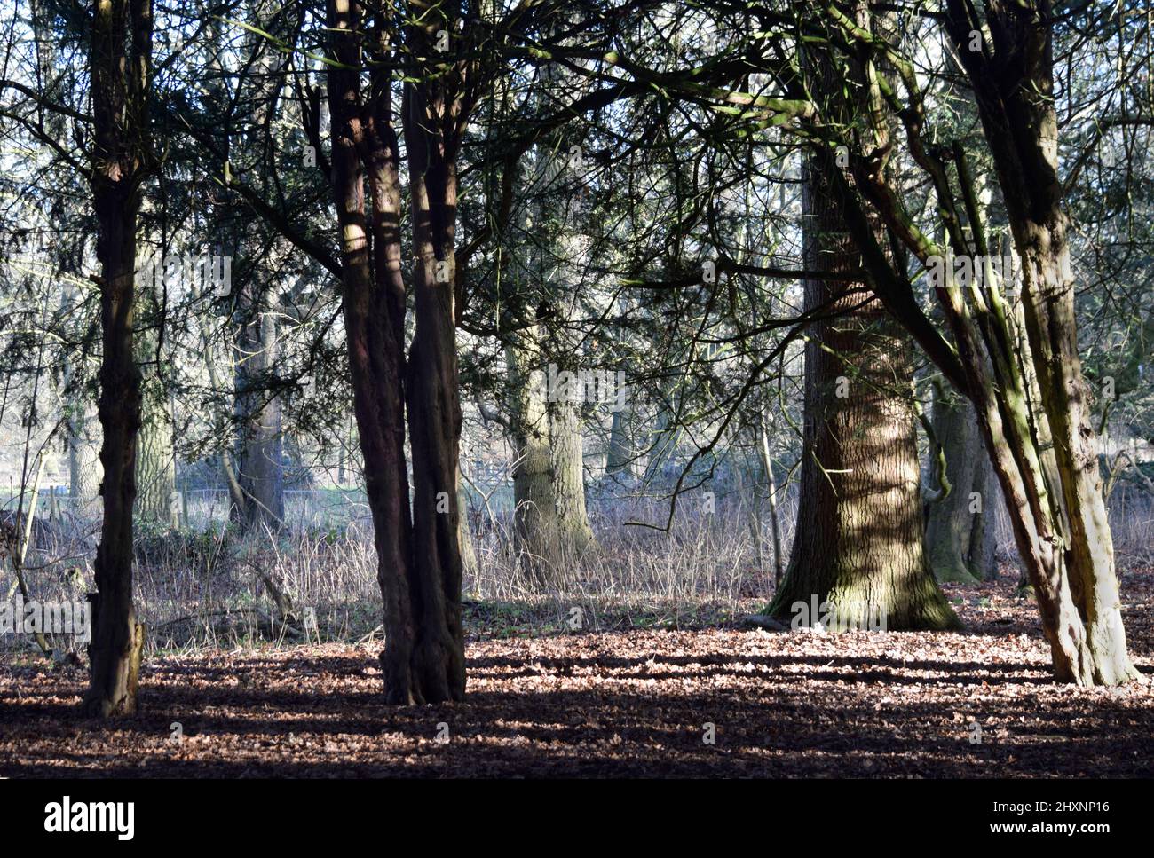 luce e ombra in legno, suffolk inghilterra Foto Stock