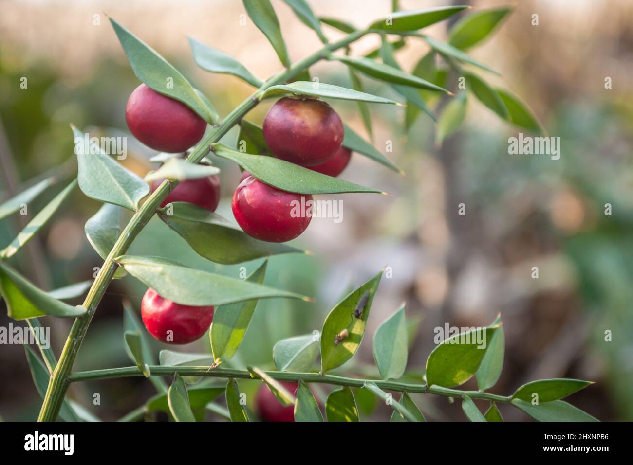 Rametti con bacche rosse della pianta sempreverde cespugliosa Ruscus aculeatus. Foto Stock