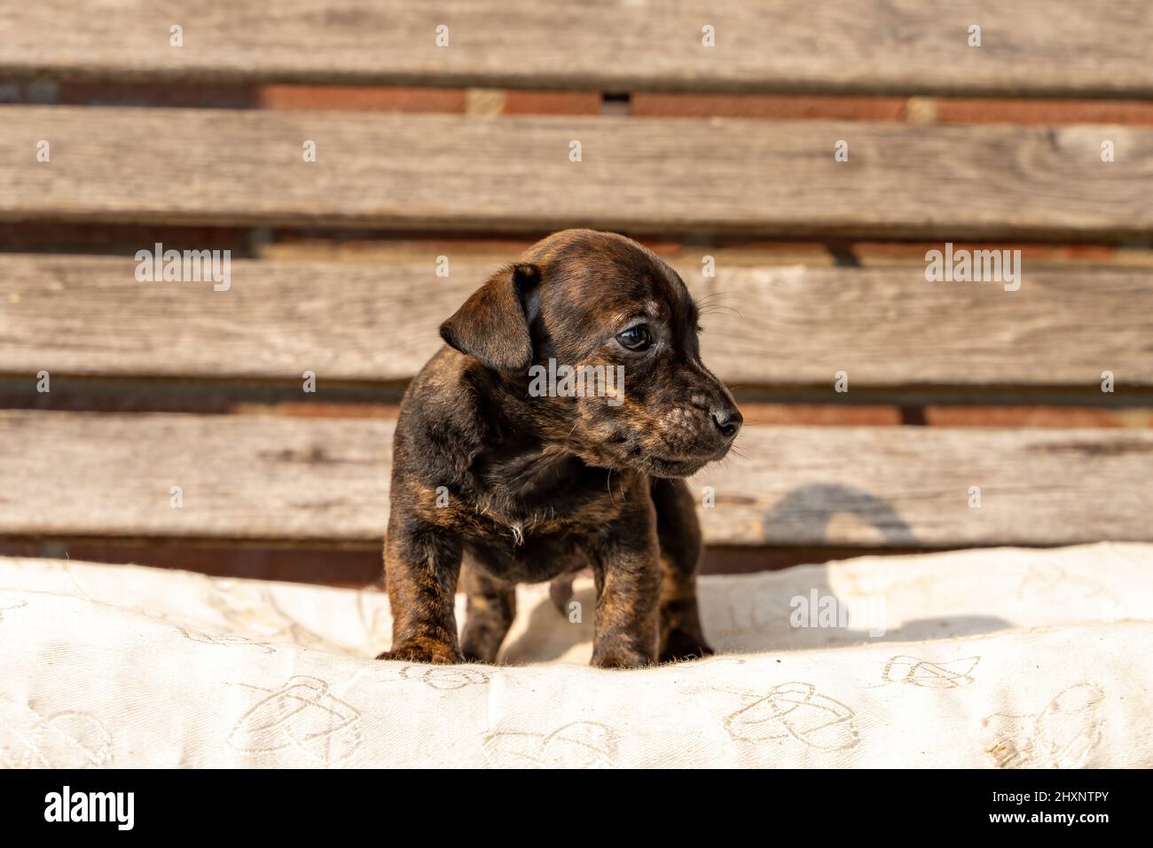Un mese di marrone Jack Russell cucciolo si erge su una panca in legno da giardino. Fuori al sole per la prima volta. Temi animali, cuscino, fuoco selettivo Foto Stock