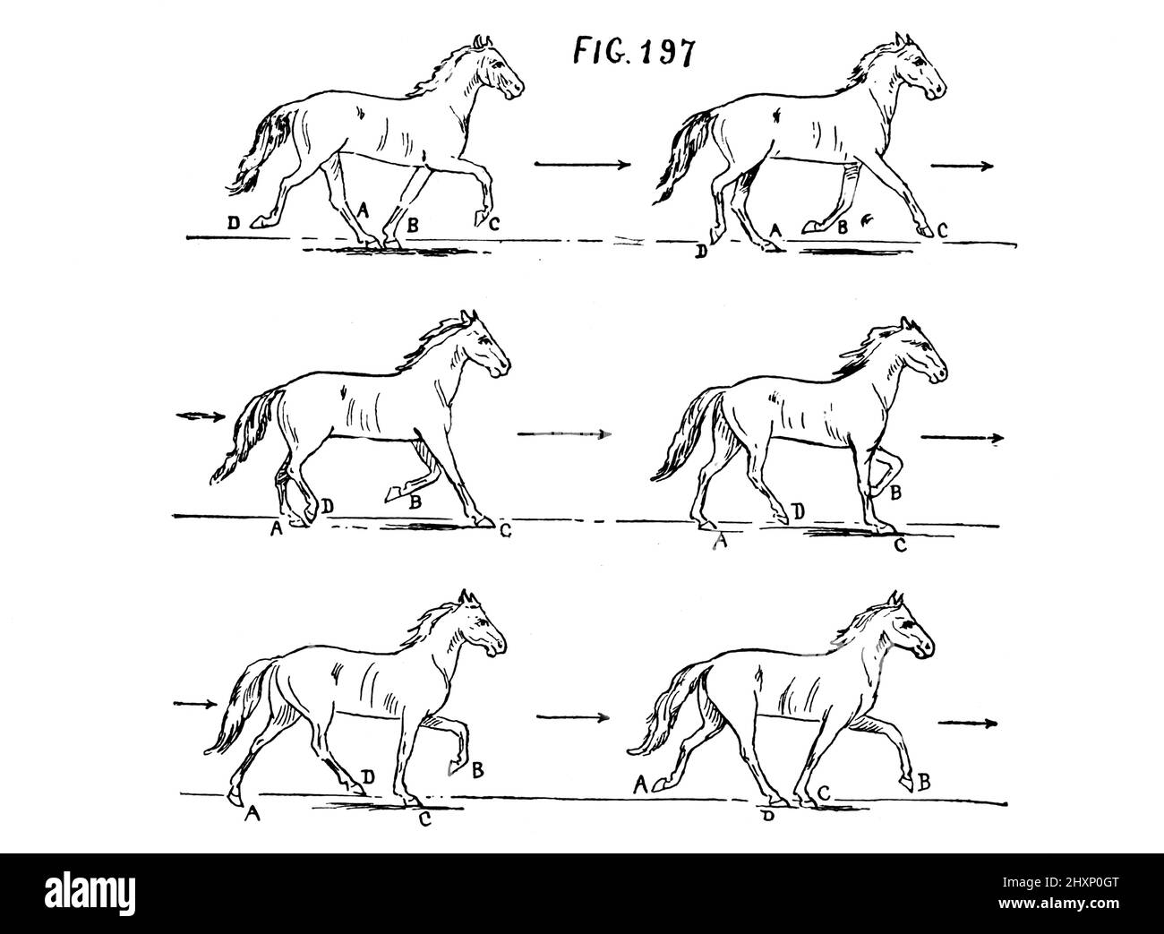 The Harmony in a Gait dal libro The Gait of the American trotter and pacer : un'analisi del loro andatura con un nuovo metodo e un'indagine dei principi generali riguardanti il corretto bilanciamento dell'azione e dell'estensione del moto di Rudolf Jordan pubblicato New York : W. R. Jenkins Co. 1910 Foto Stock
